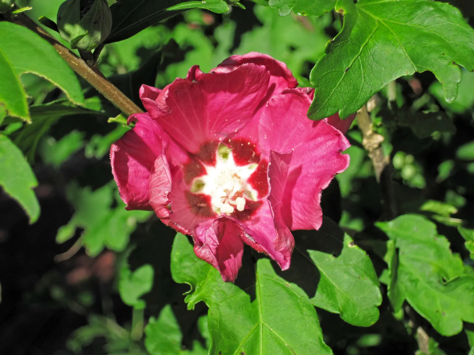 Swamp Rose Mallow (Hibiscus Moscheutos) — although it does best in slightly acidic to neutral soils; scientifically termed Hibiscus moscheutos, image 62