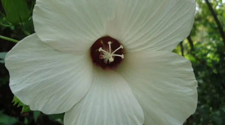 Swamp Rose Mallow (Hibiscus Moscheutos) — Pruning can be implemented to promote bushiness and remove dead stems