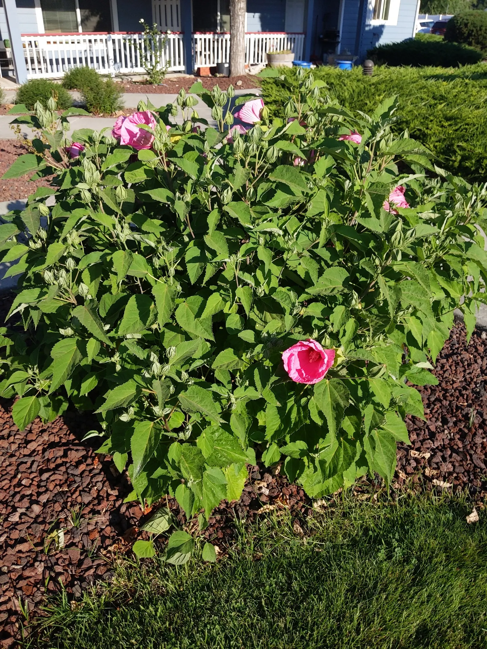 Swamp Rose Mallow (Hibiscus Moscheutos) — Its 6 to 8-inch disk-shaped flowers; showy blooms up to 7 inches across, image 65