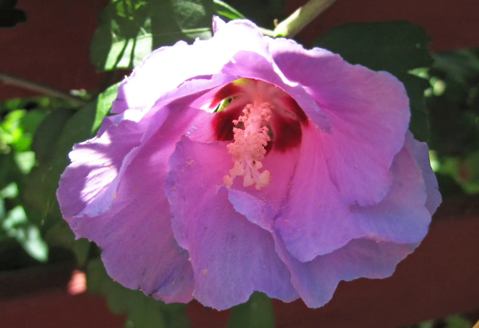 Swamp Rose Mallow (Hibiscus Moscheutos) — each with a contrasting crimson center; which showcase vivid shades of pink, image 67