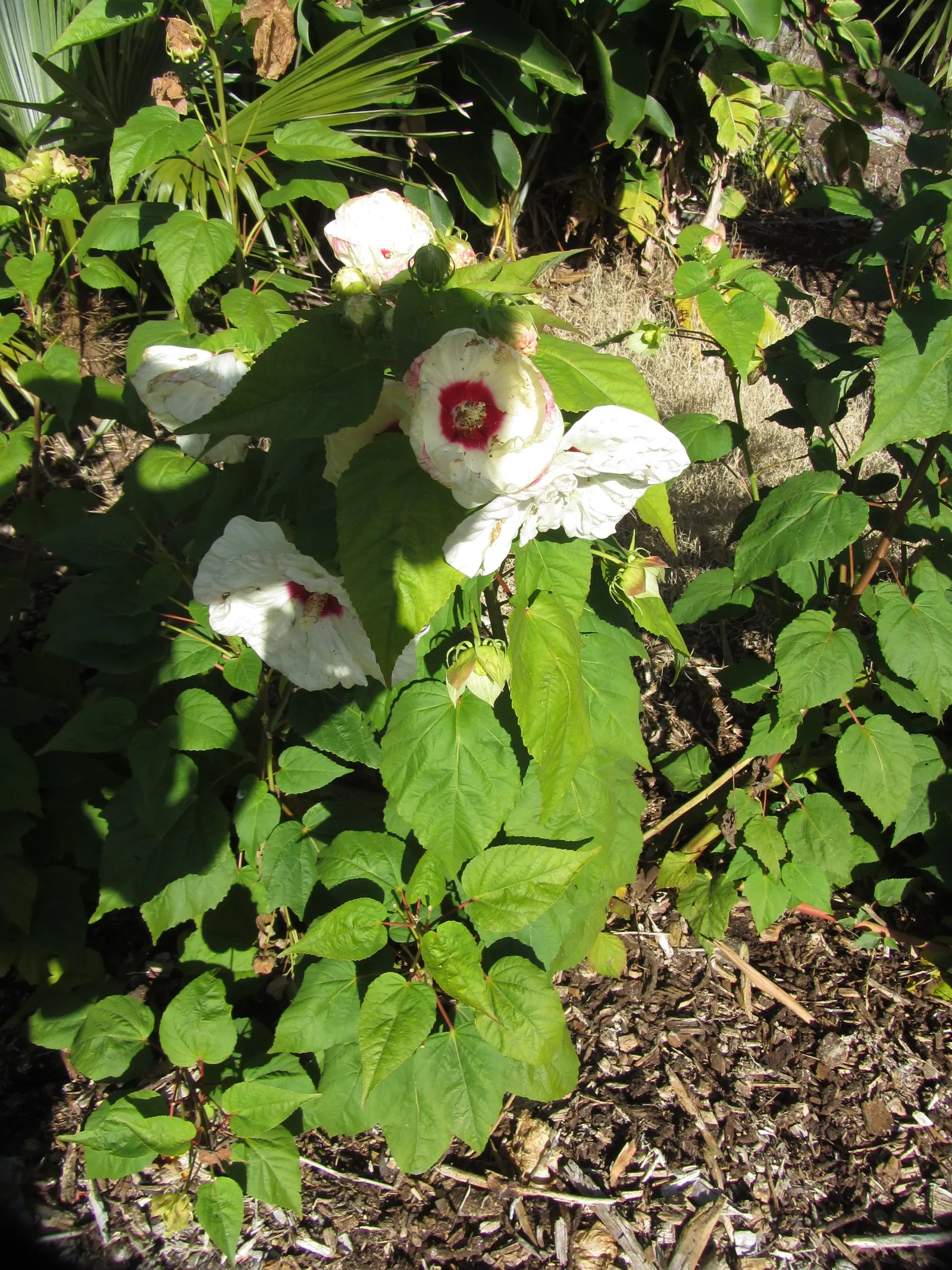 Swamp Rose Mallow (Hibiscus Moscheutos) — this native of North American wetlands is ideal for incorporating into rain gardens; or any moisture-rich, image 84