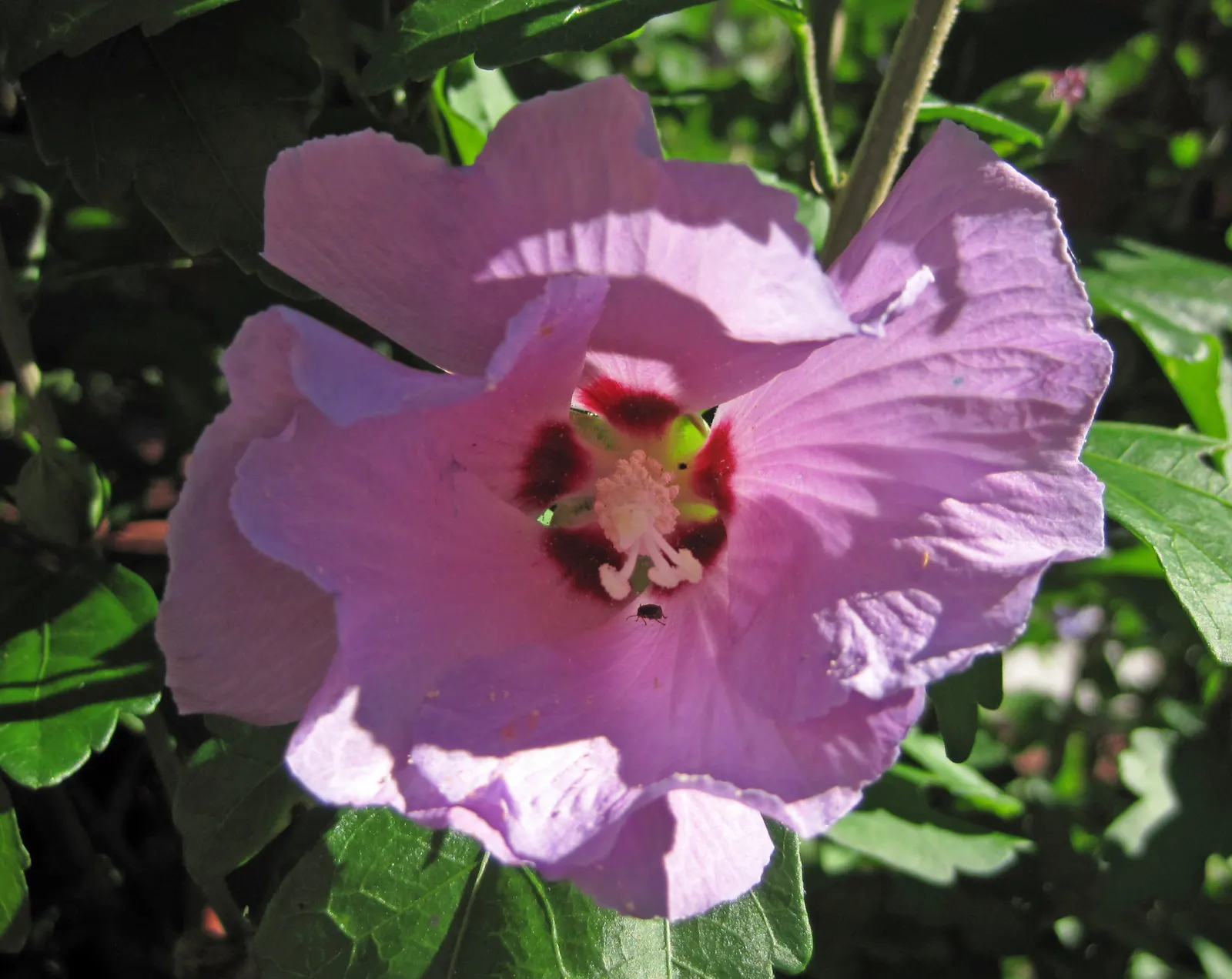 Swamp Rose Mallow (Hibiscus Moscheutos) — although it does best in slightly acidic to neutral soils; scientifically termed Hibiscus moscheutos