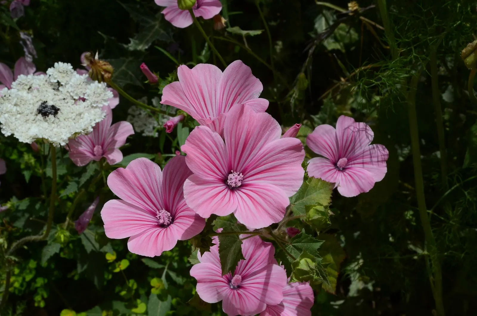 Swamp Rose Mallow (Hibiscus Moscheutos) — red and white and yellow flowers in the garden