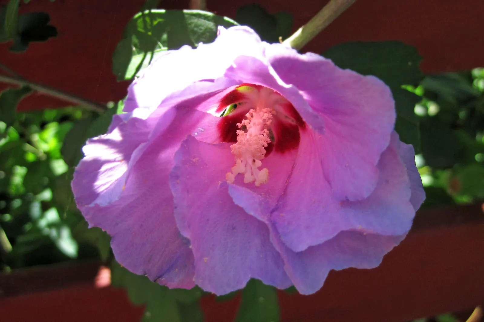 Swamp Rose Mallow (Hibiscus Moscheutos) — Hardy in Zones 5-10, it offers summer to early fall interest and is ideal for wetland areas or rain, image 80