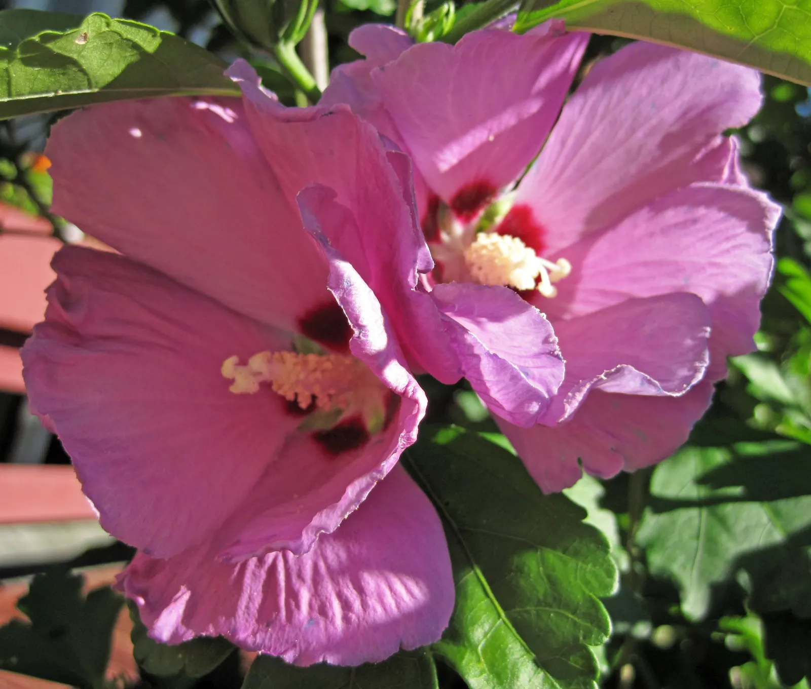 Swamp Rose Mallow (Hibiscus Moscheutos) — enhancing the ecological vibrancy of the garden; the Swamp Rose Mallow (Hibiscus moscheutos) is a, image 72