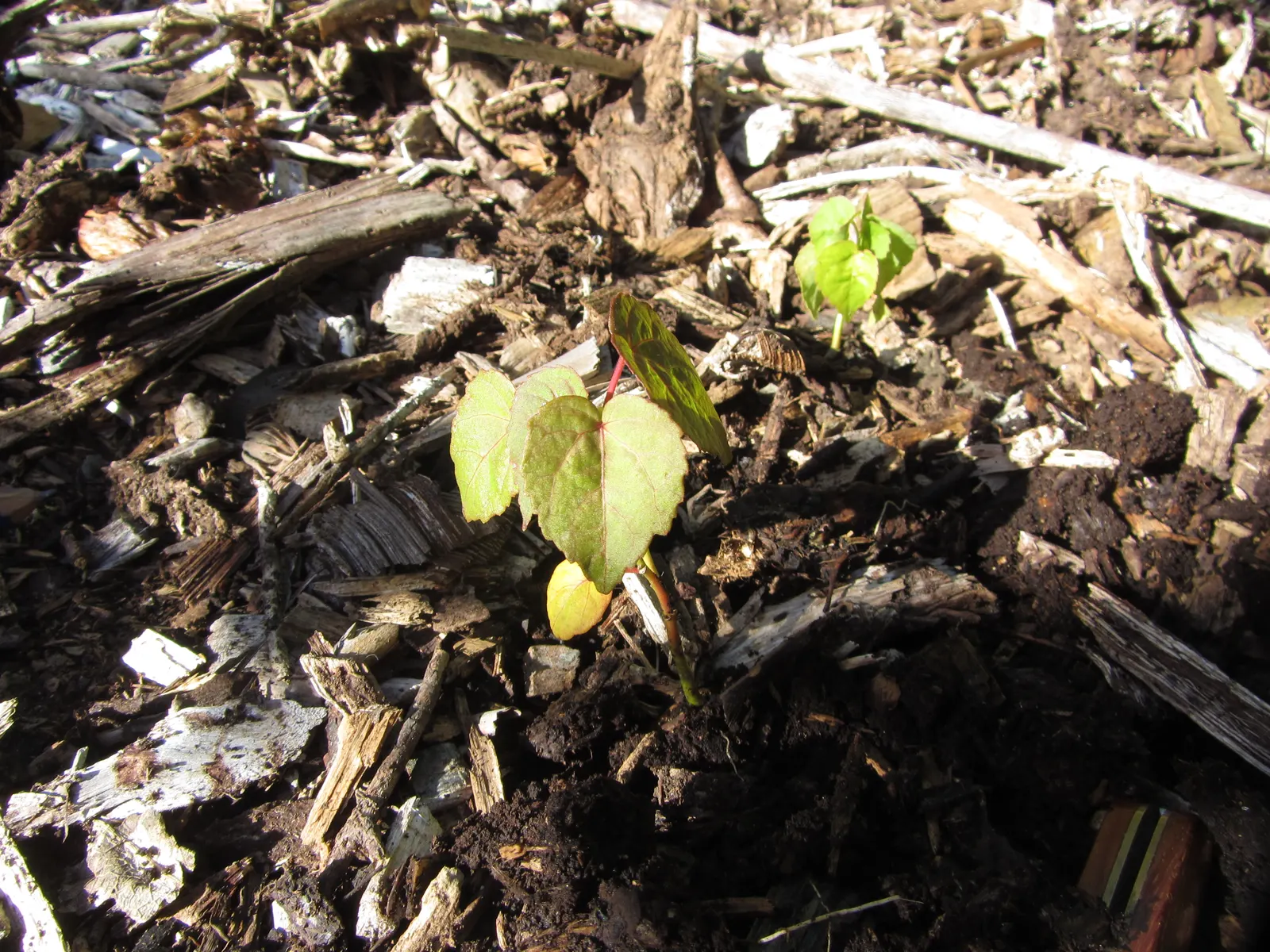 Swamp Rose Mallow (Hibiscus Moscheutos) — Pruning can be implemented to promote bushiness and remove dead stems; although it does best in slightly, image 70