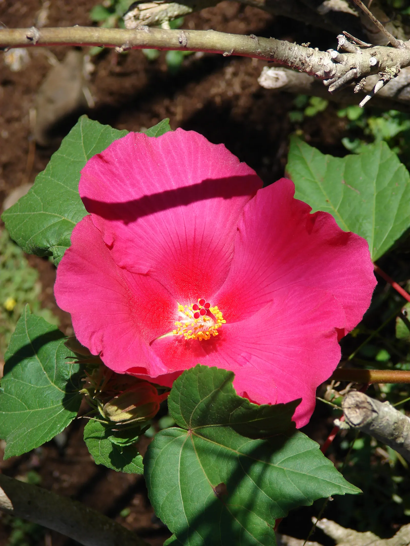 Swamp Rose Mallow (Hibiscus Moscheutos) — bloom from mid-summer to early fall