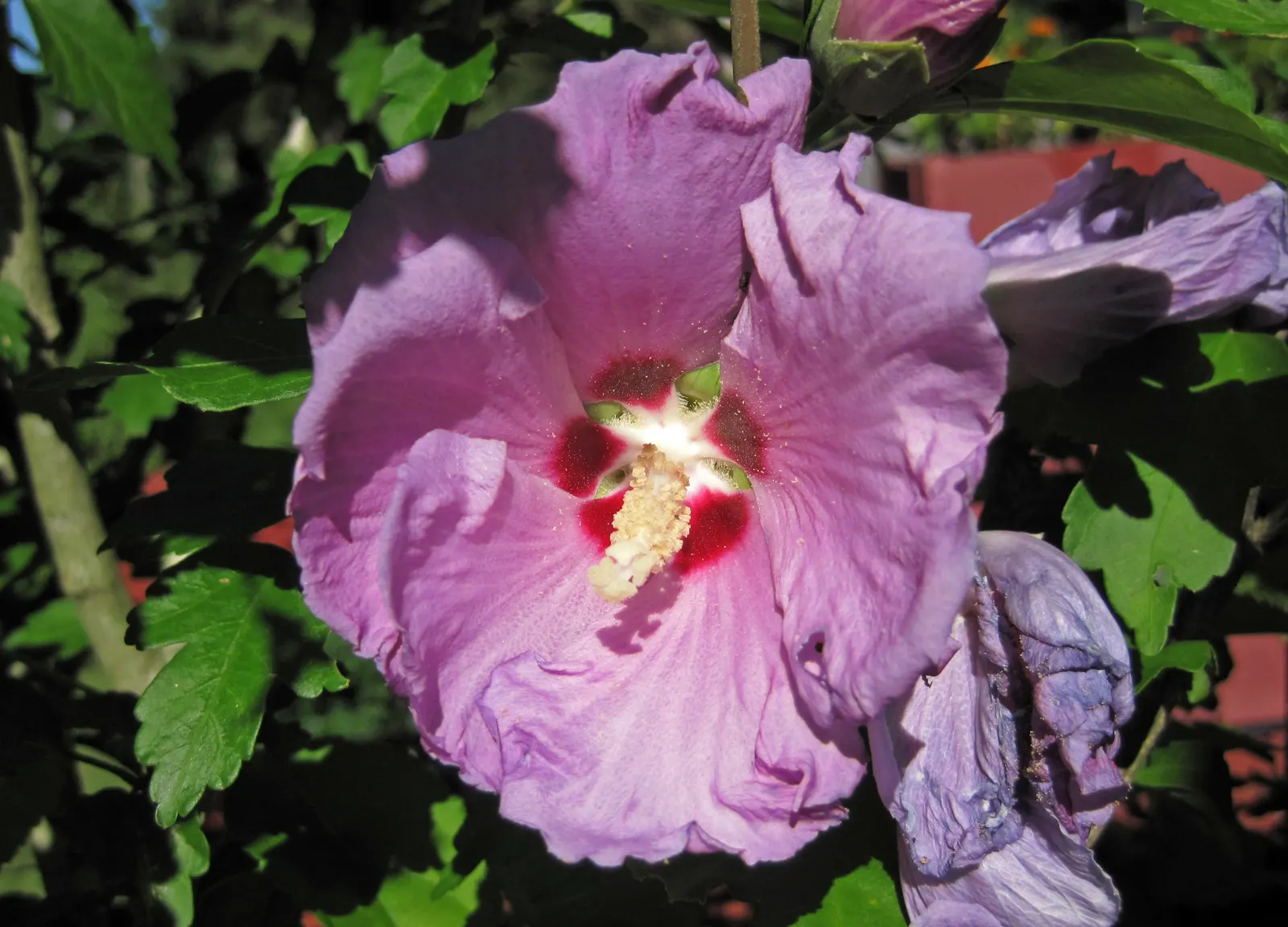 Swamp Rose Mallow (Hibiscus Moscheutos) — or any moisture-rich soil areas in zones 5 to 9; each with a contrasting crimson center, image 85