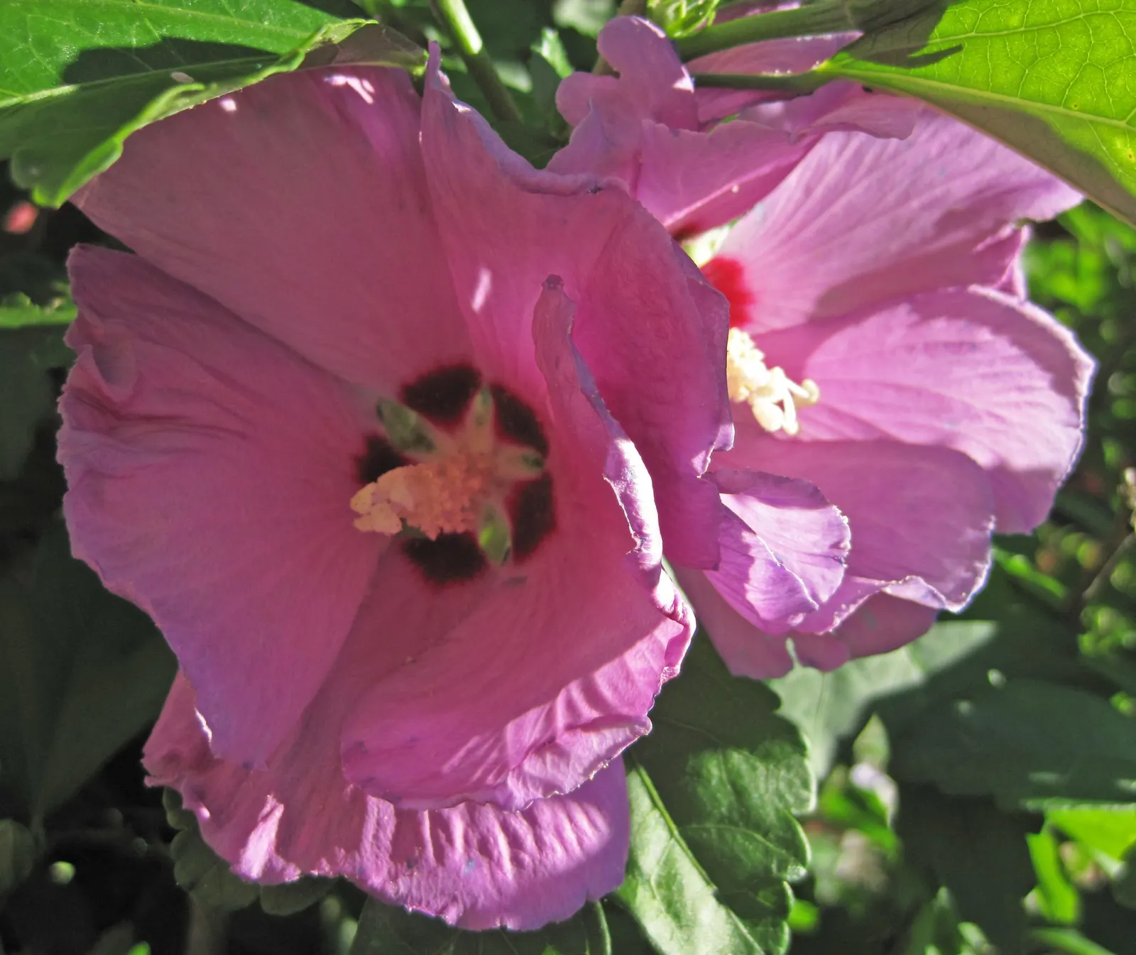 Swamp Rose Mallow (Hibiscus Moscheutos) — although it does best in slightly acidic to neutral soils