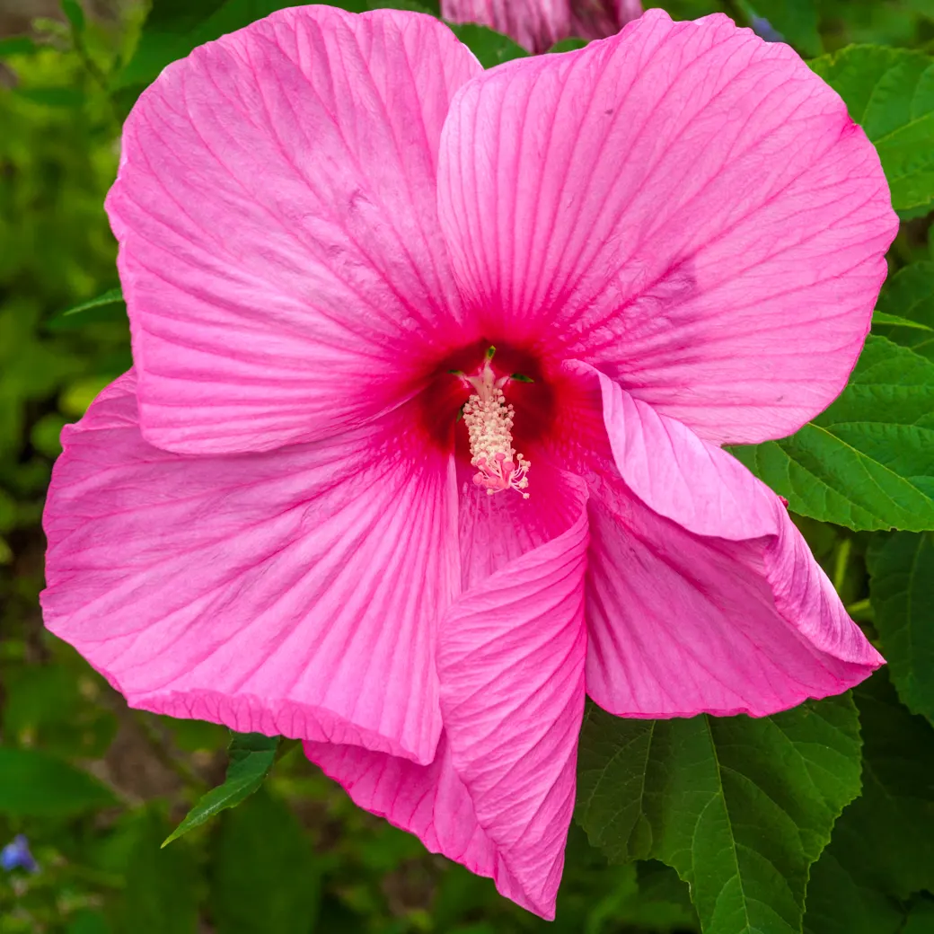 Swamp Rose Mallow (Hibiscus Moscheutos) — perennial for full