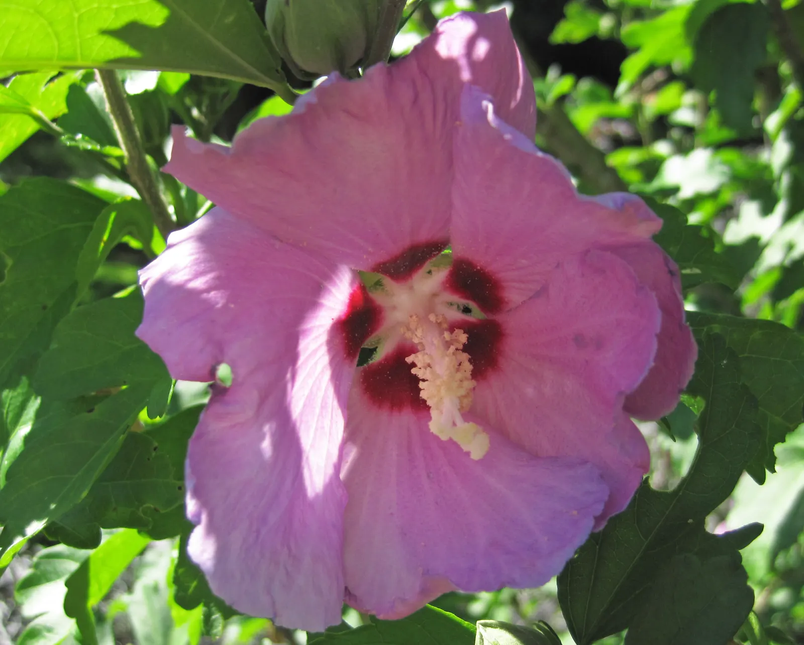 Swamp Rose Mallow (Hibiscus Moscheutos) — scientifically termed Hibiscus moscheutos; the Swamp Rose Mallow creates a commanding presence
