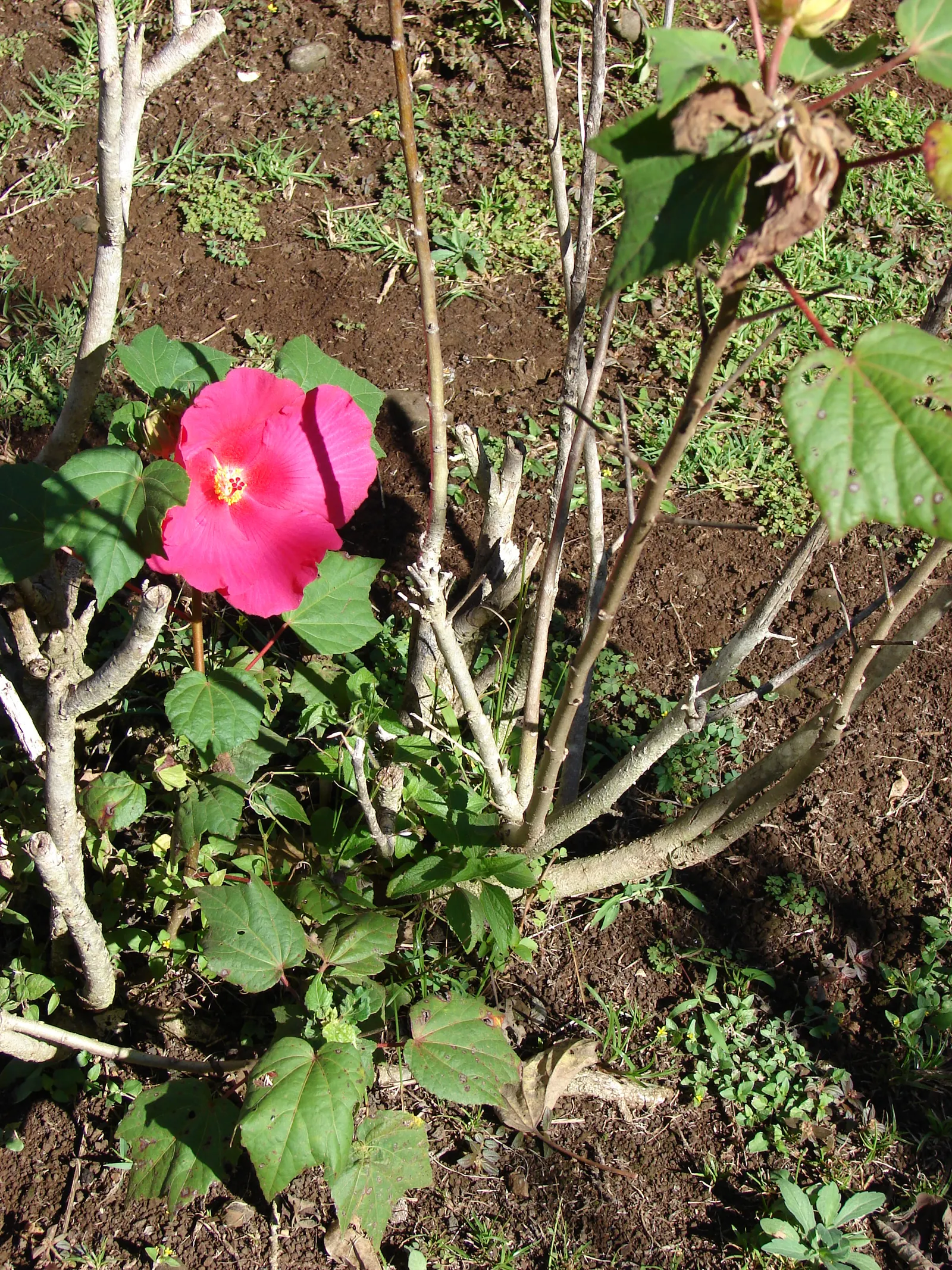 Swamp Rose Mallow (Hibiscus Moscheutos) — or any moisture-rich soil areas in zones 5 to 9