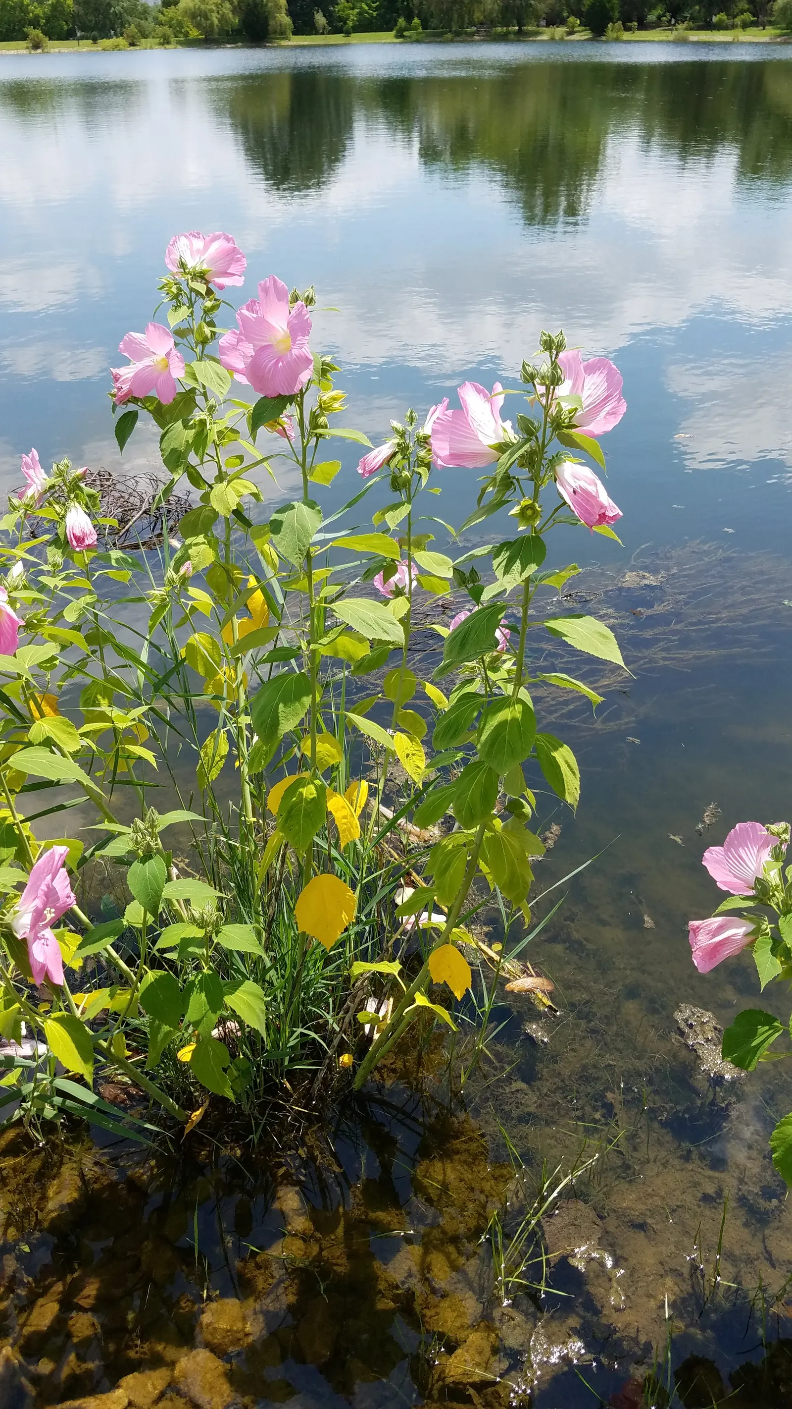 Swamp Rose Mallow (Hibiscus Moscheutos) — showy blooms up to 7 inches across; it thrives in full sun to partial shade and is tolerant of a wide pH, image 77