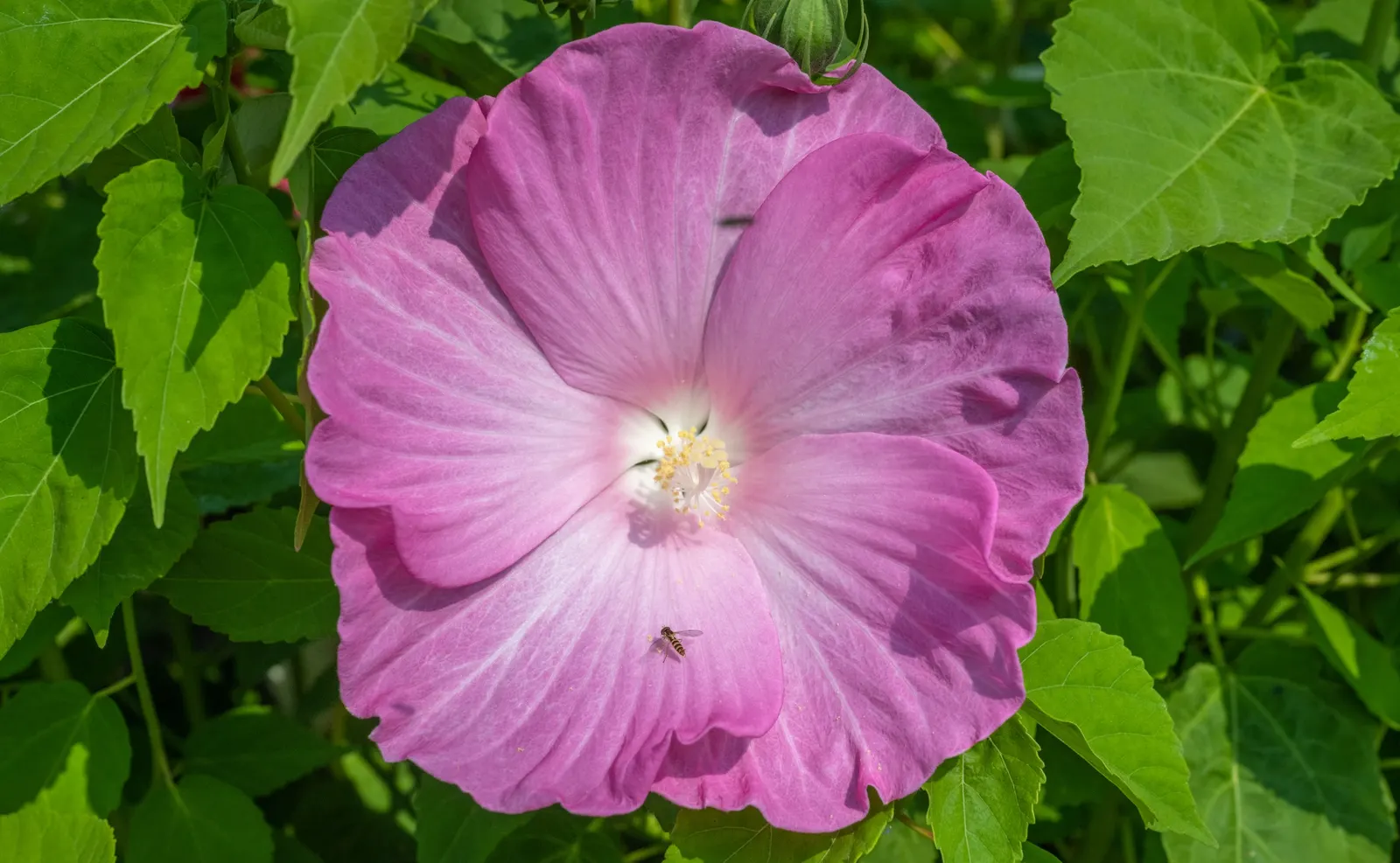 Swamp Rose Mallow (Hibiscus Moscheutos) — scientifically termed Hibiscus moscheutos