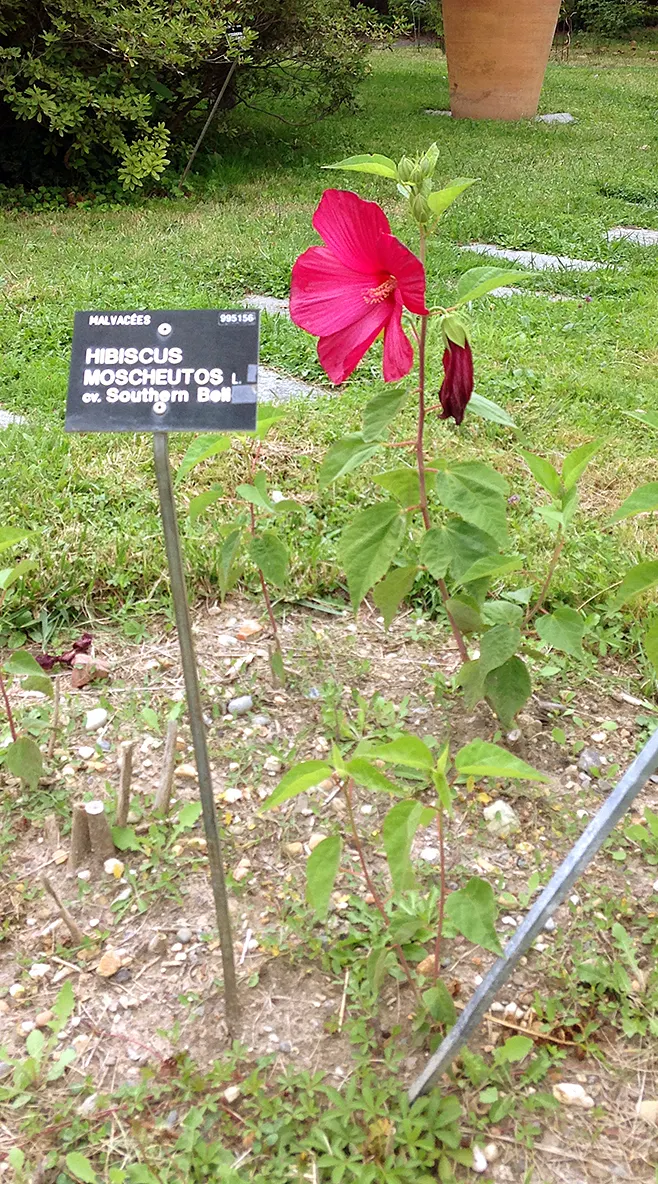 Swamp Rose Mallow (Hibiscus Moscheutos) — Preferring wet environments; with a height of 4-7 feet and a spread of 2-4 feet