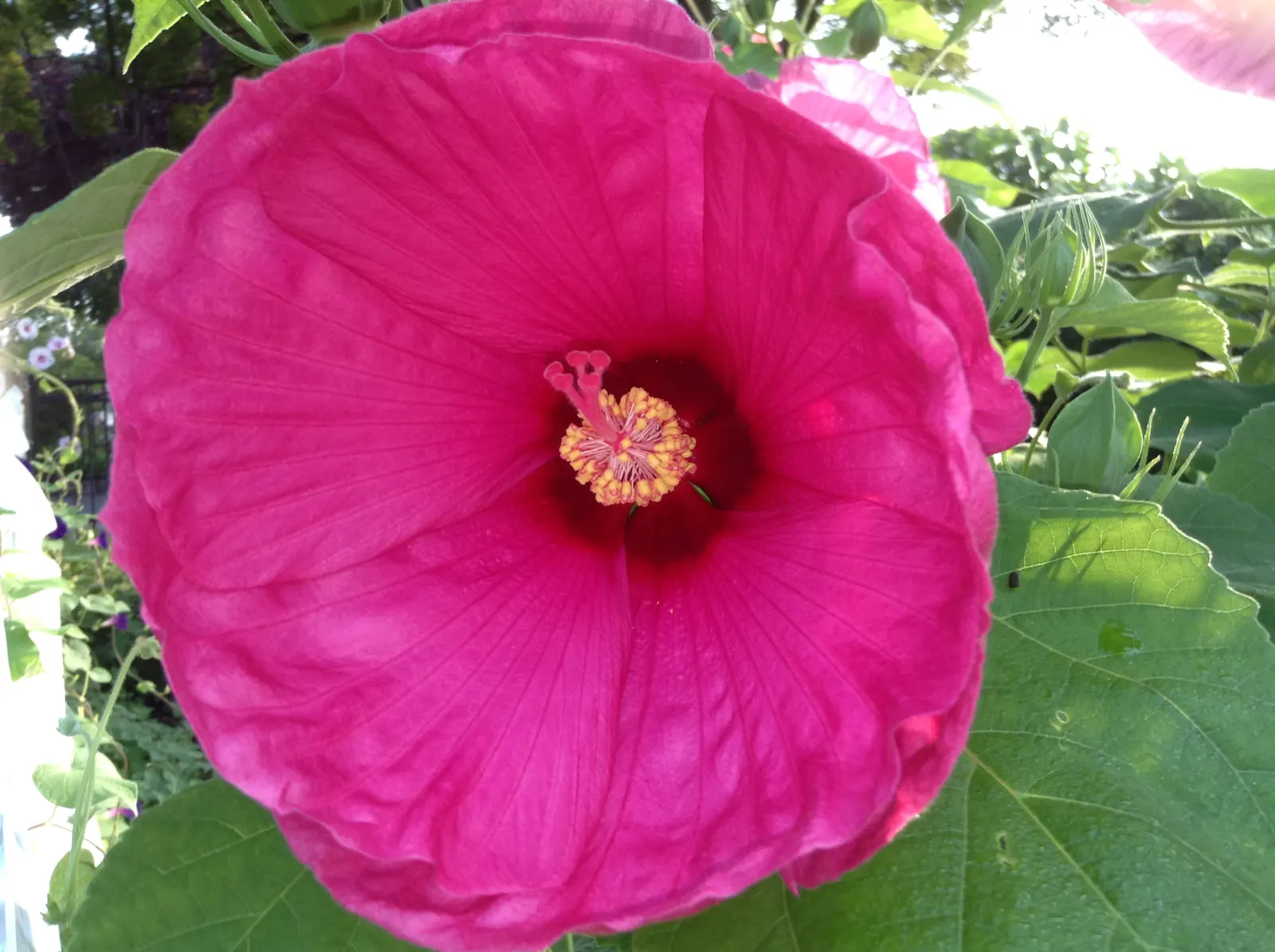 Swamp Rose Mallow (Hibiscus Moscheutos) — each with a contrasting crimson center