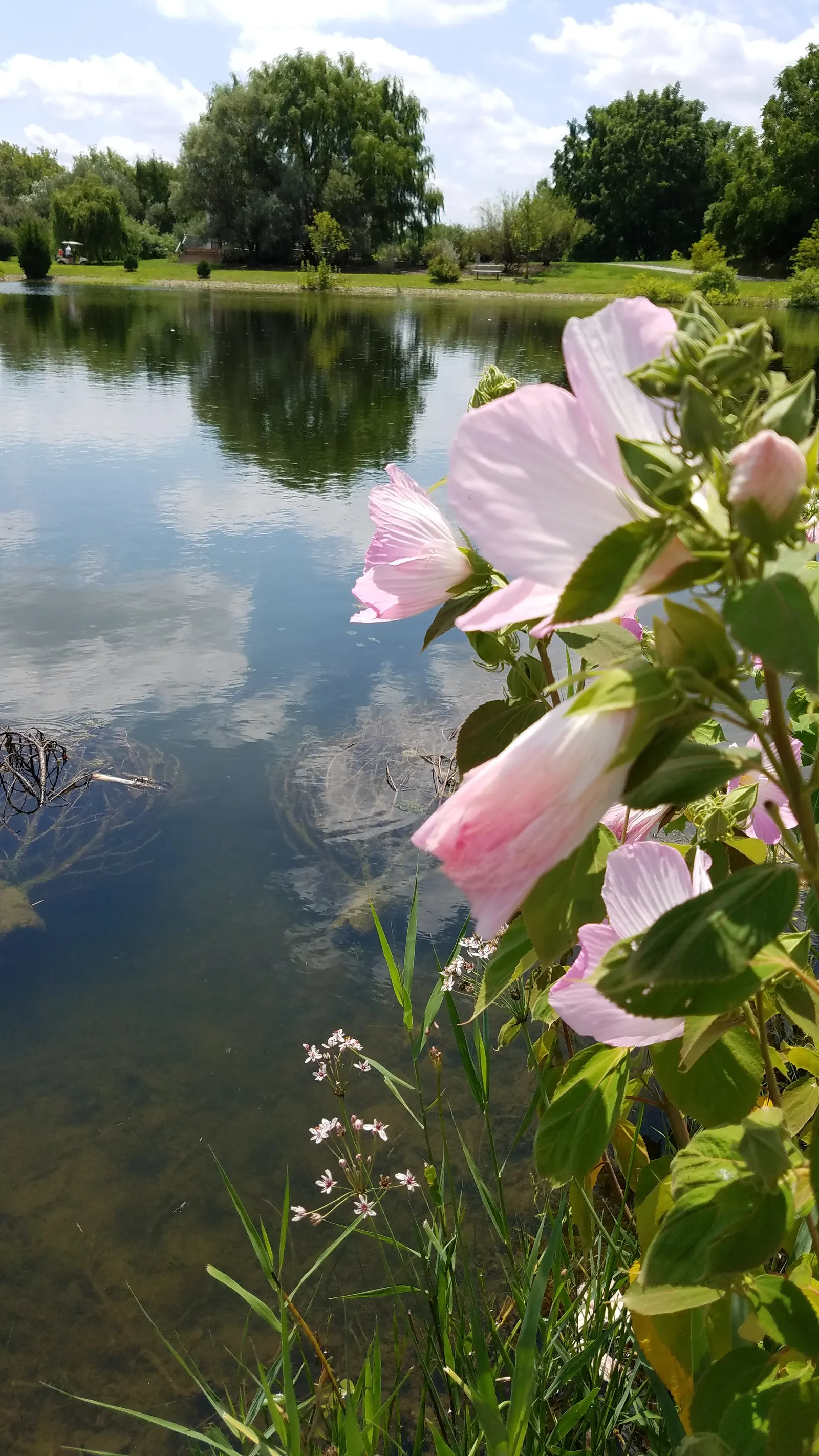 Swamp Rose Mallow (Hibiscus Moscheutos) — along with regular watering to maintain damp soil conditions; hardy in Zones 5-10, it offers summer to, image 69