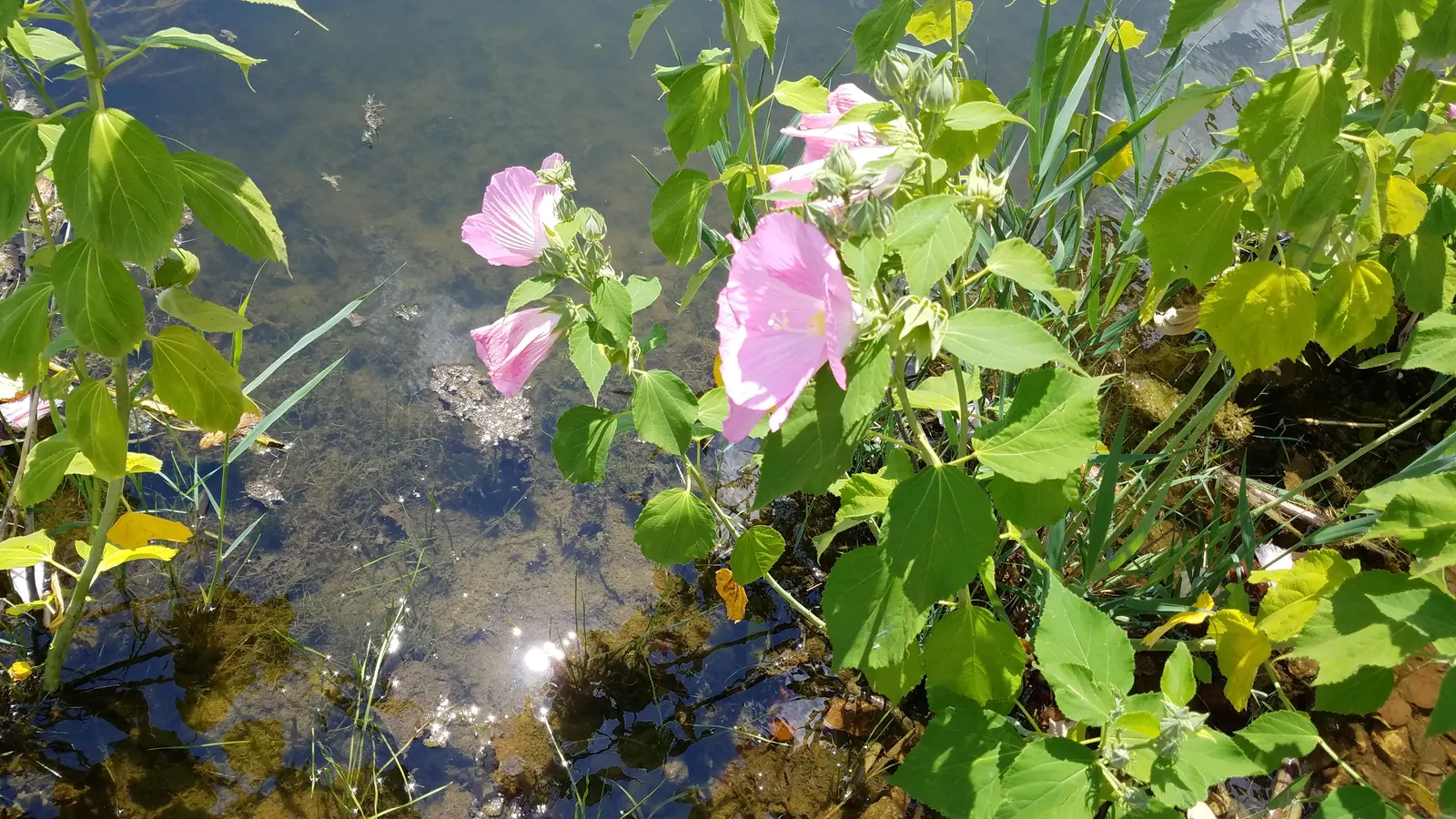 Swamp Rose Mallow (Hibiscus Moscheutos) — the Swamp Rose Mallow creates a commanding presence; pruning can be implemented to promote bushiness and, image 89
