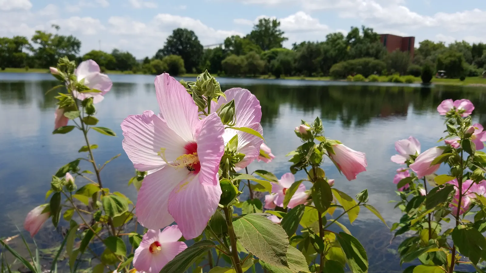 Swamp Rose Mallow (Hibiscus Moscheutos) — It thrives in full sun to partial shade and is tolerant of a wide pH range; perennial with red and white, image 86