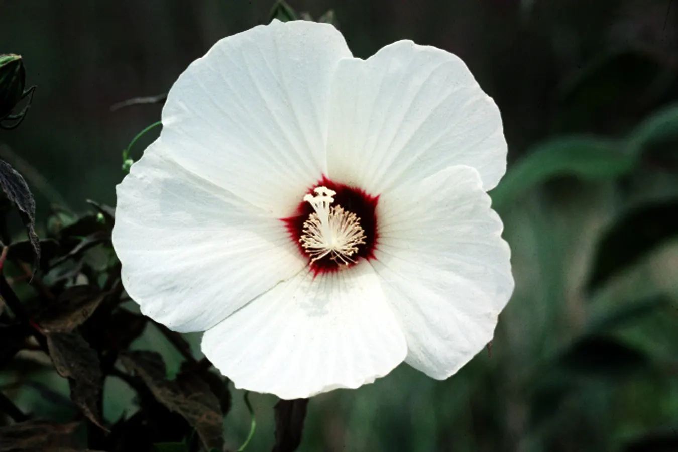 Swamp Rose Mallow (Hibiscus Moscheutos) — perennial for full; enhancing the ecological vibrancy of the garden