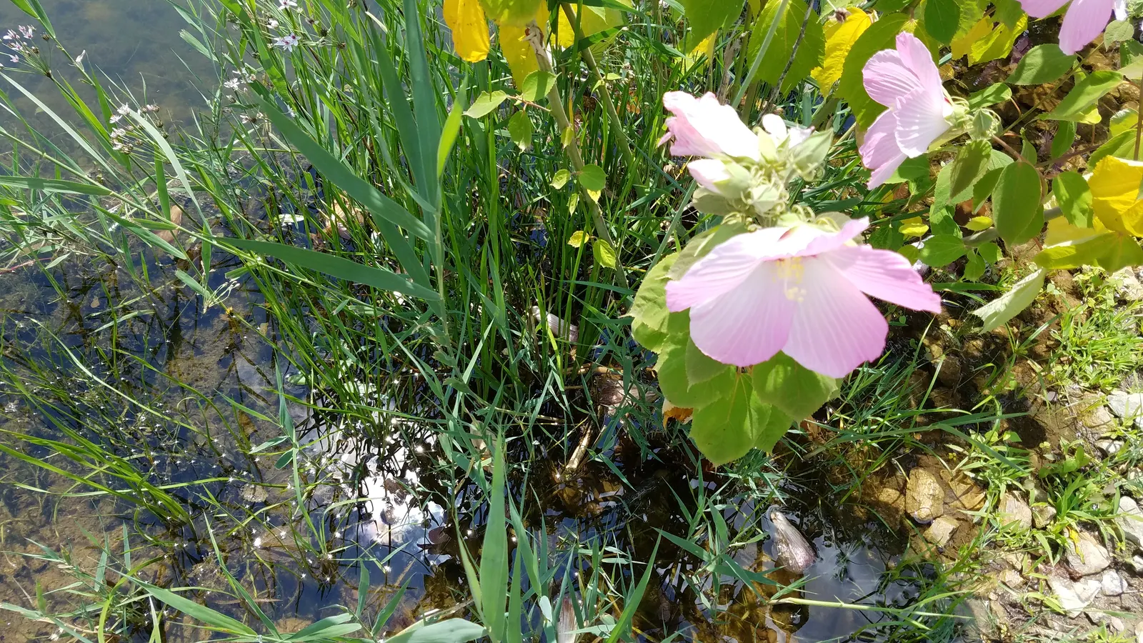 Swamp Rose Mallow (Hibiscus Moscheutos) — the Swamp Rose Mallow creates a commanding presence; pruning can be implemented to promote bushiness and, image 64