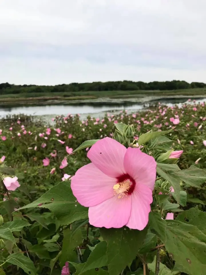 Swamp Rose Mallow (Hibiscus Moscheutos) — Pruning can be implemented to promote bushiness and remove dead stems; although it does best in slightly, image 95