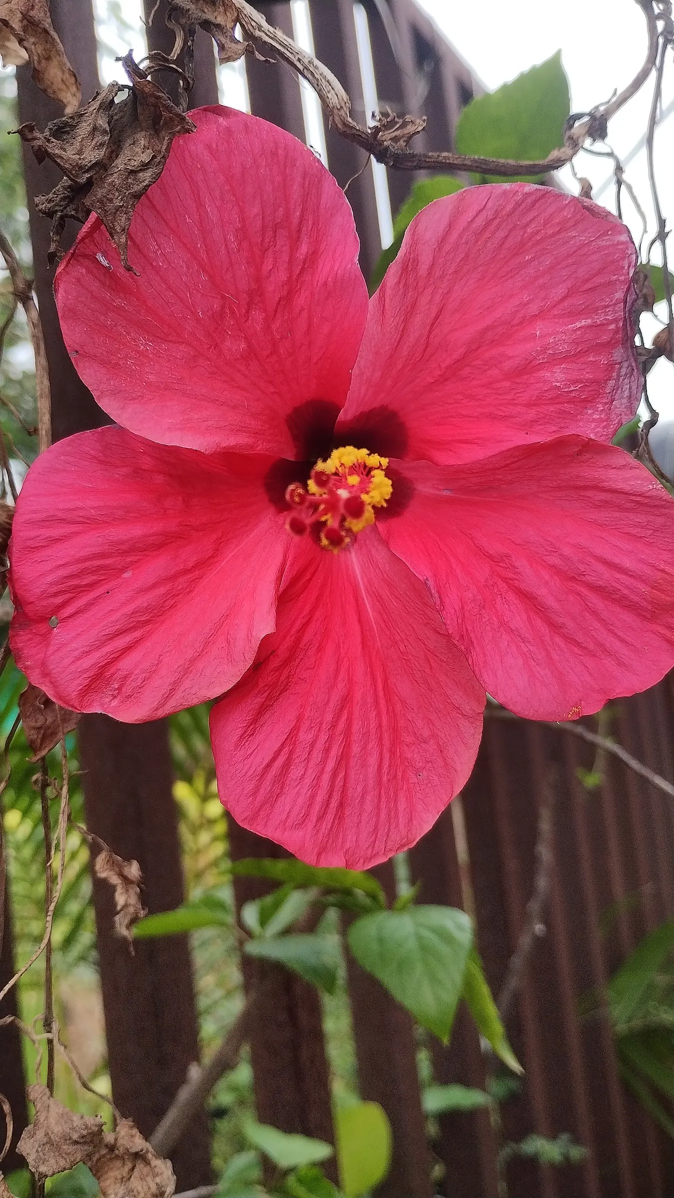 Swamp Rose Mallow (Hibiscus Moscheutos) — which showcase vivid shades of pink; this native of North American wetlands is ideal for incorporating into rain