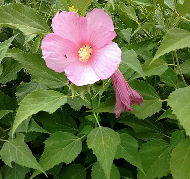 Swamp Rose Mallow (Hibiscus Moscheutos) — Hardy in Zones 5-10, it offers summer to early fall interest and is ideal for wetland areas or rain gardens