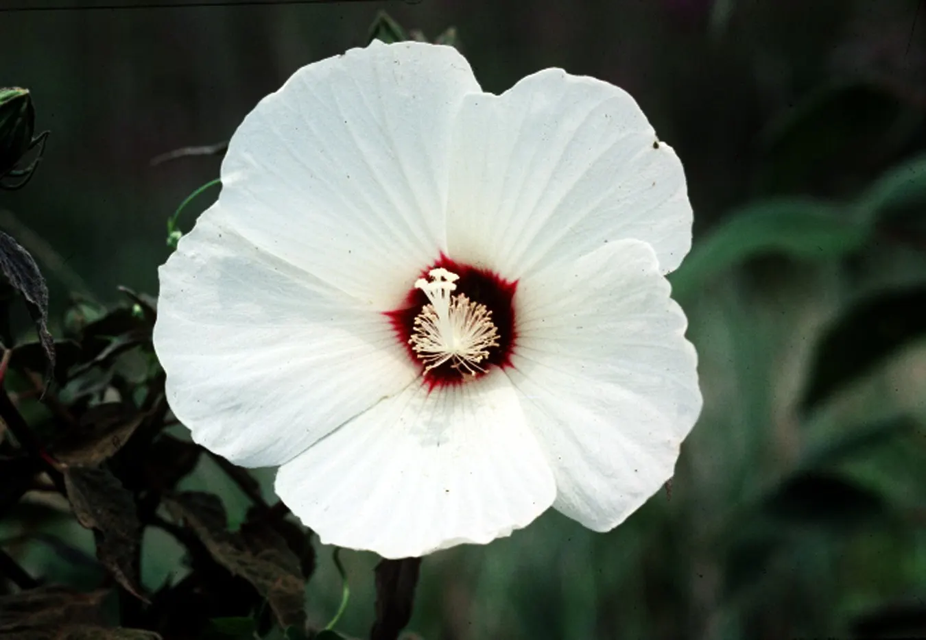 Swamp Rose Mallow (Hibiscus Moscheutos) — red and white and yellow flowers in the garden; preferring wet environments