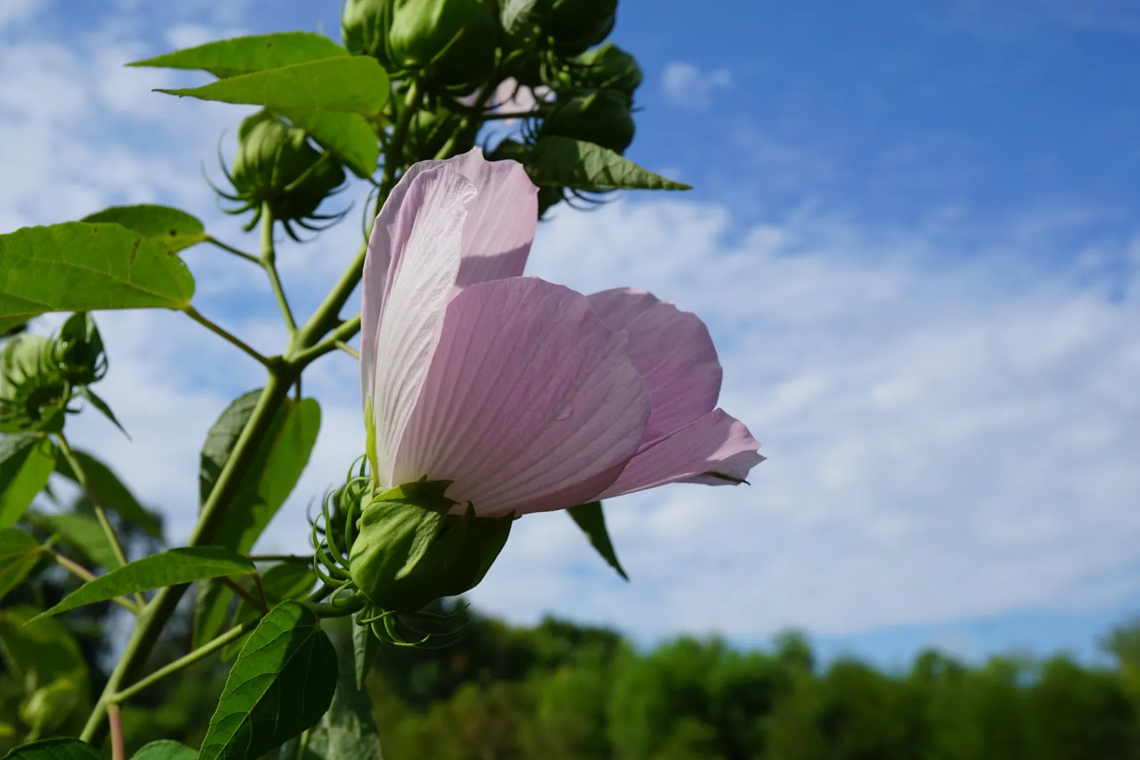 Swamp Rose Mallow (Hibiscus Moscheutos) — With a height of 4-7 feet and a spread of 2-4 feet; bloom from mid-summer to early fall, image 53