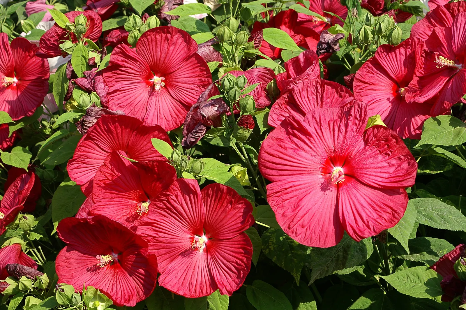Swamp Rose Mallow (Hibiscus Moscheutos) — <br><br>Typically reaching heights of 3 to 7 feet and spreading 2 to 4 feet wide, image 38