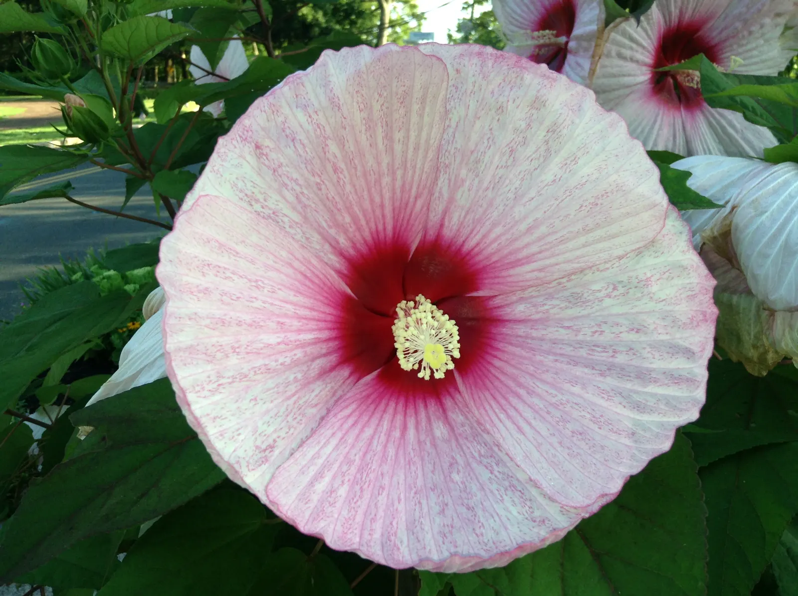 Swamp Rose Mallow (Hibiscus Moscheutos) — Preferring wet environments