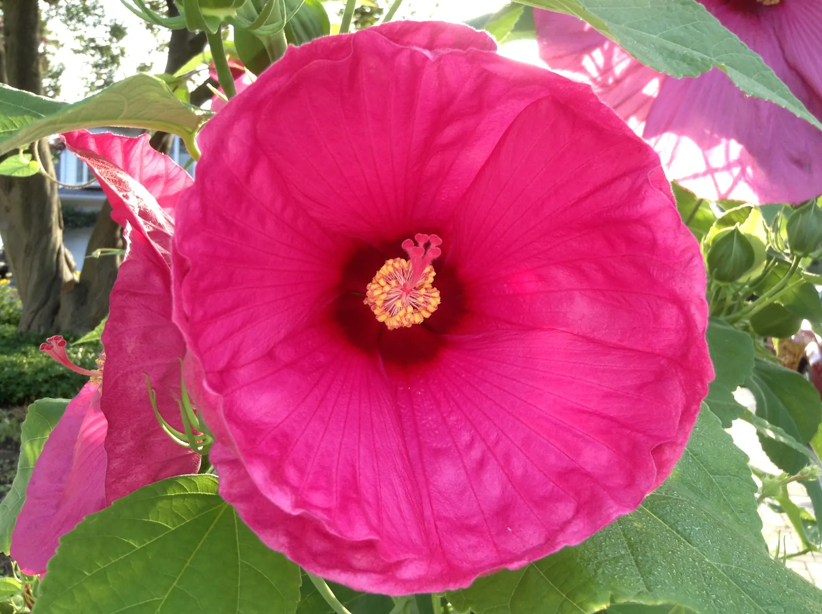 Swamp Rose Mallow (Hibiscus Moscheutos) — this native of North American wetlands is ideal for incorporating into rain gardens; or any moisture-rich, image 59