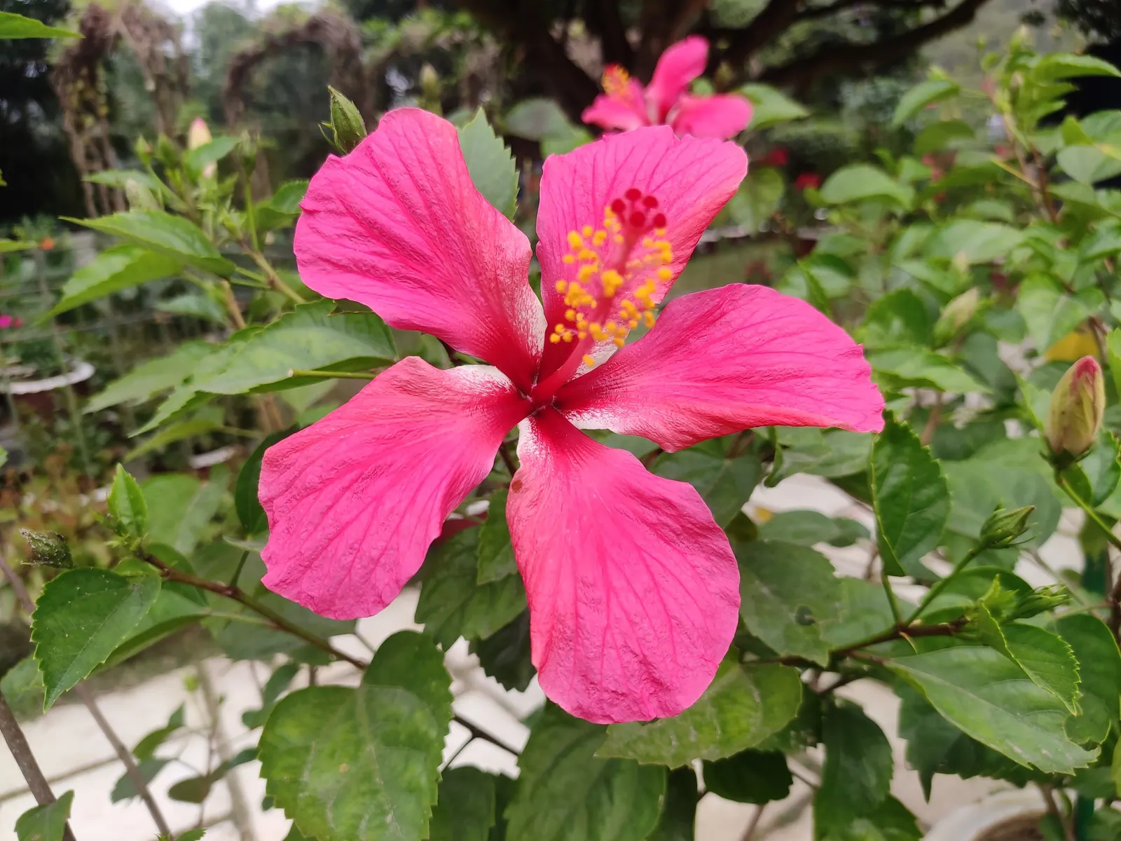 Swamp Rose Mallow (Hibiscus Moscheutos) — this native of North American wetlands is ideal for incorporating into rain gardens