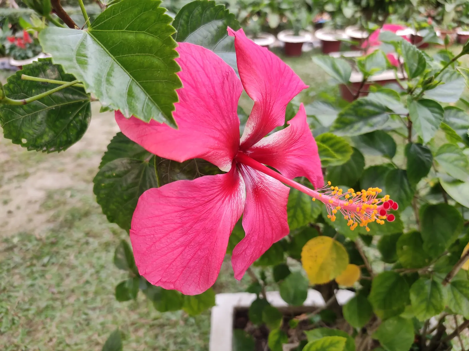 Swamp Rose Mallow (Hibiscus Moscheutos) — It thrives in full sun to partial shade and is tolerant of a wide pH range; perennial with red and white, image 61