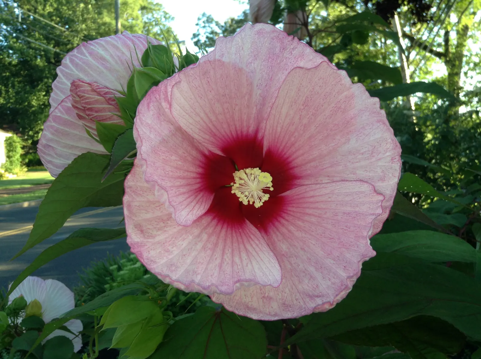 Swamp Rose Mallow (Hibiscus Moscheutos) — vibrant blooms and impressive stature; including butterflies and hummingbirds