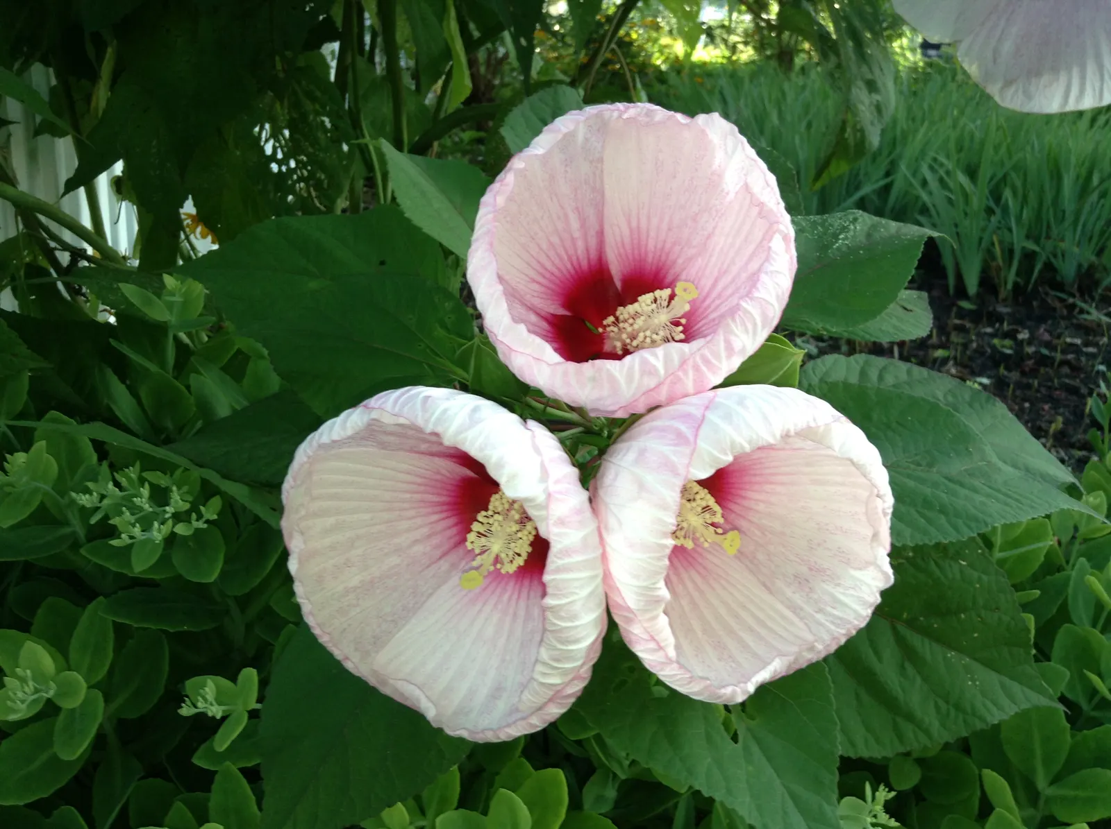 Swamp Rose Mallow (Hibiscus Moscheutos) — bloom from mid-summer to early fall; red and white and yellow flowers in the garden