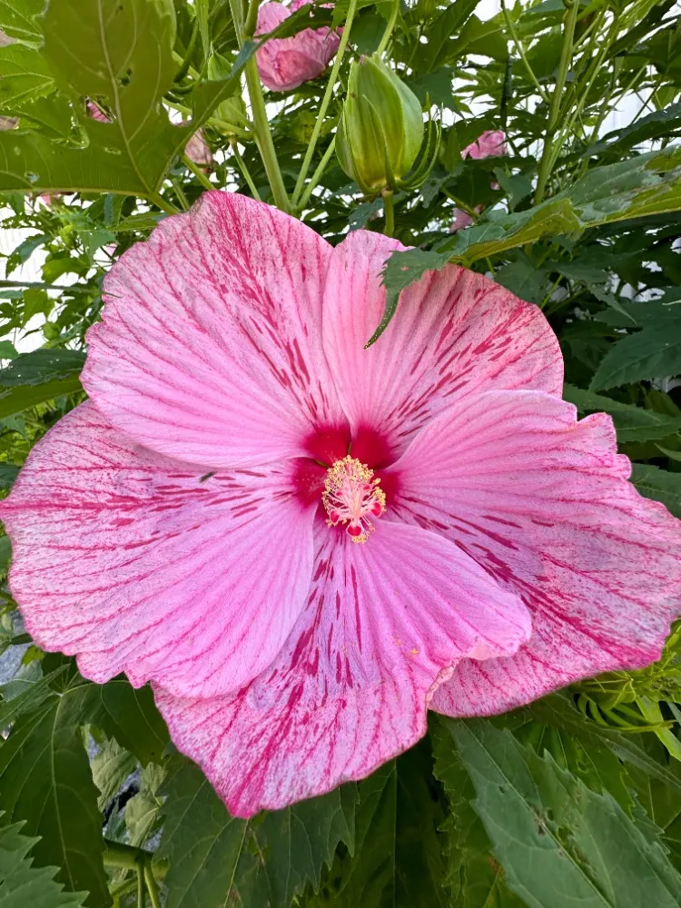 Swamp Rose Mallow (Hibiscus Moscheutos) — The Swamp Rose Mallow (Hibiscus moscheutos) is a striking perennial; this native beauty thrives in full sun to