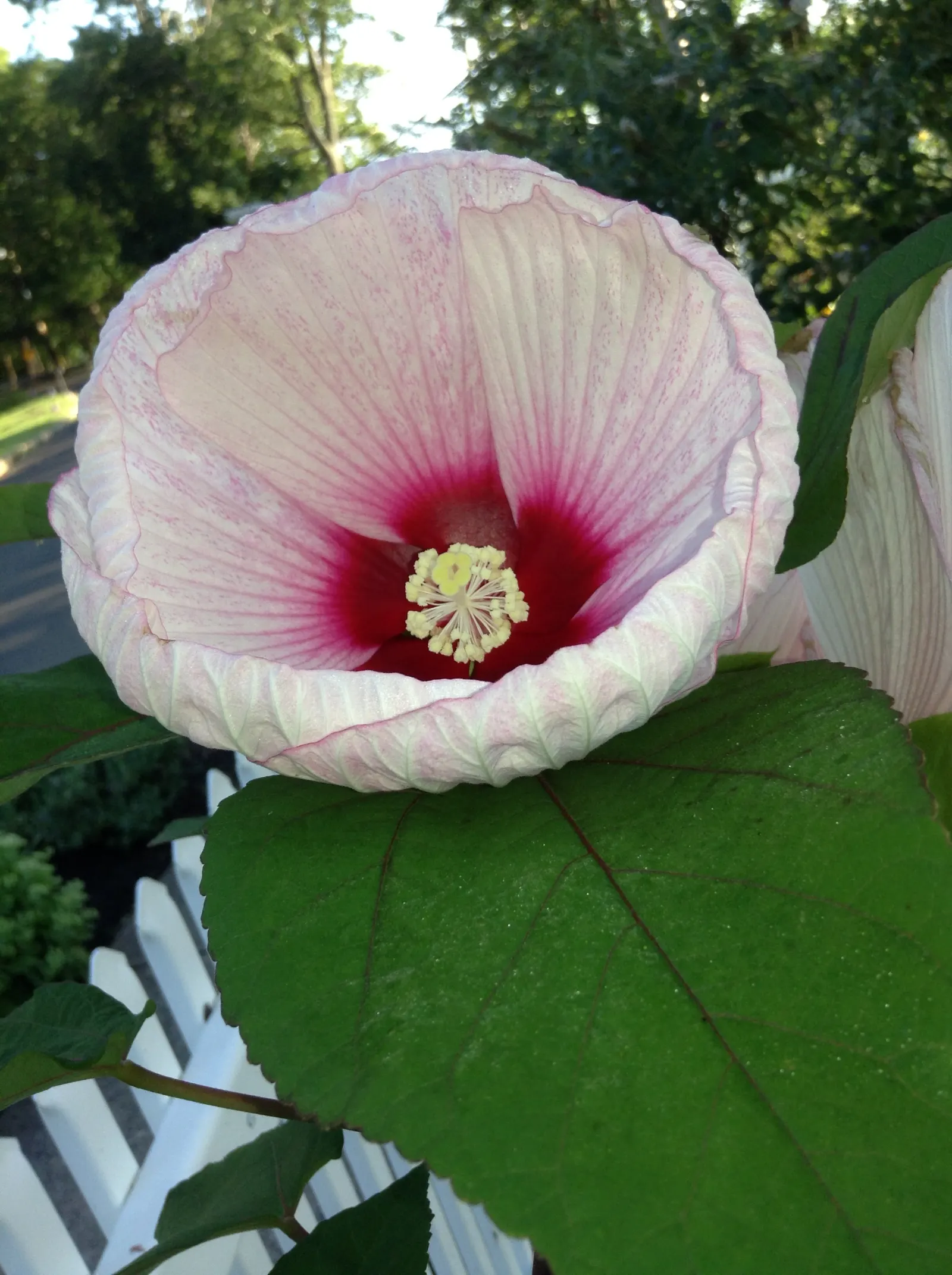 Swamp Rose Mallow (Hibiscus Moscheutos) — With a height of 4-7 feet and a spread of 2-4 feet; bloom from mid-summer to early fall