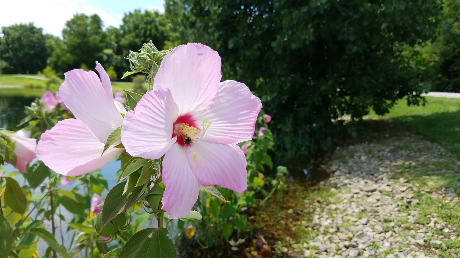 Swamp Rose Mallow (Hibiscus Moscheutos) — each with a contrasting crimson center; which showcase vivid shades of pink
