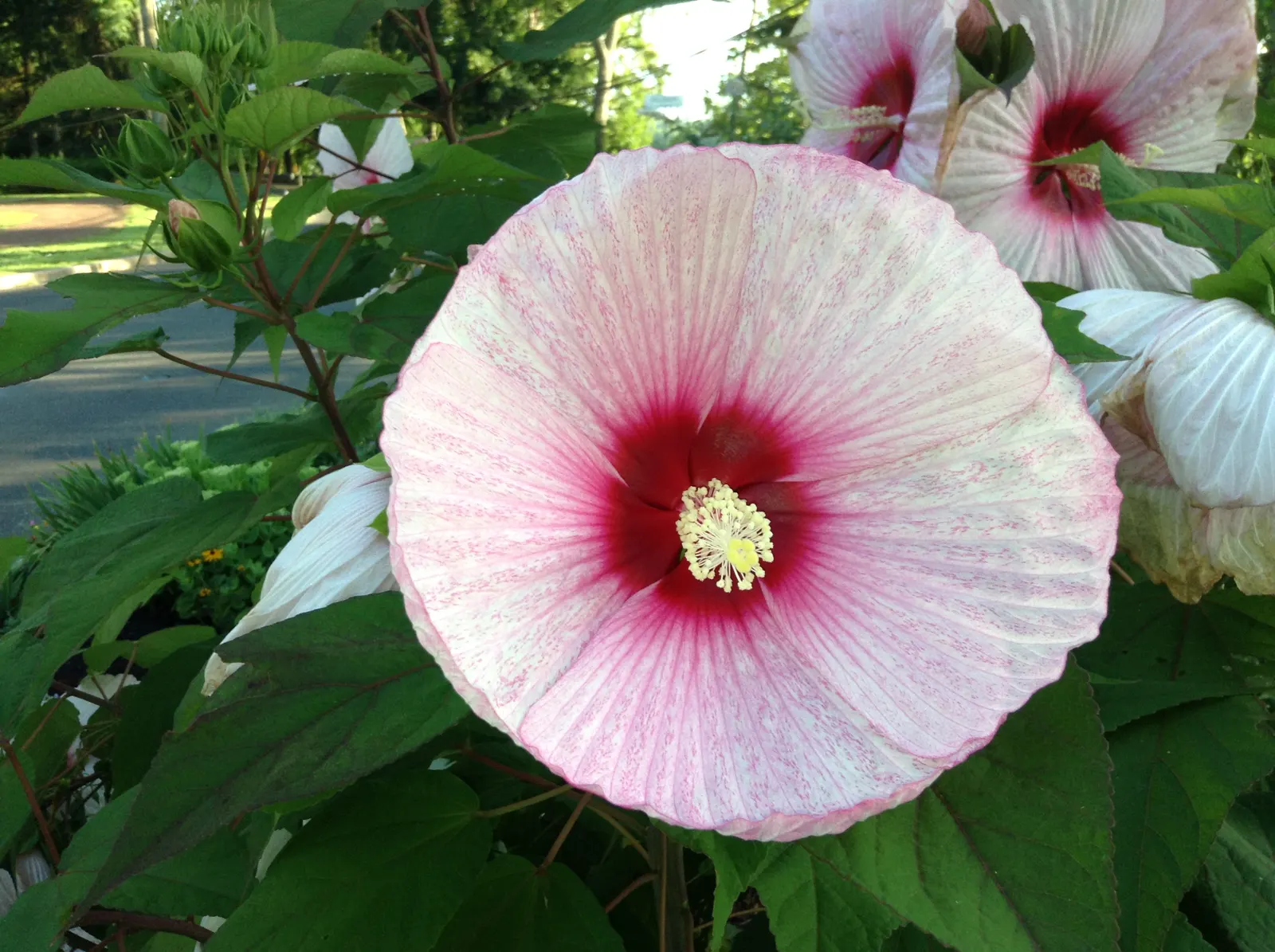 Swamp Rose Mallow (Hibiscus Moscheutos) — including butterflies and hummingbirds