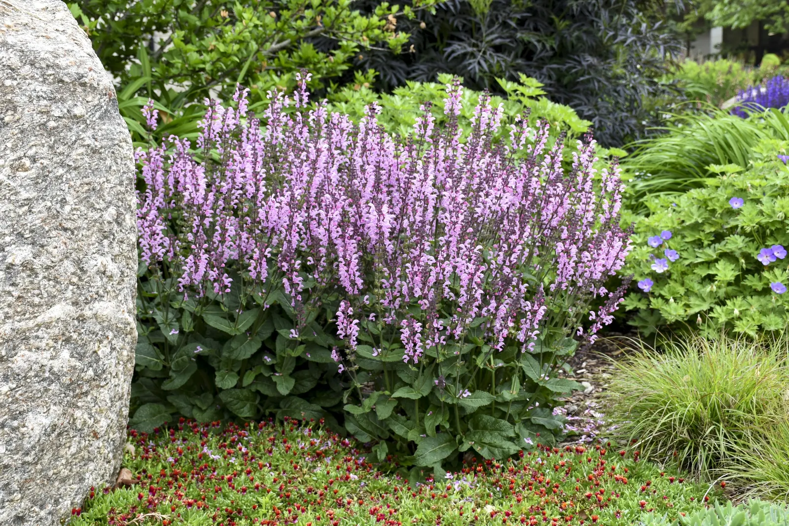 'Pink Dawn' Perennial Salvia (Salvia hybrid) — information and resources