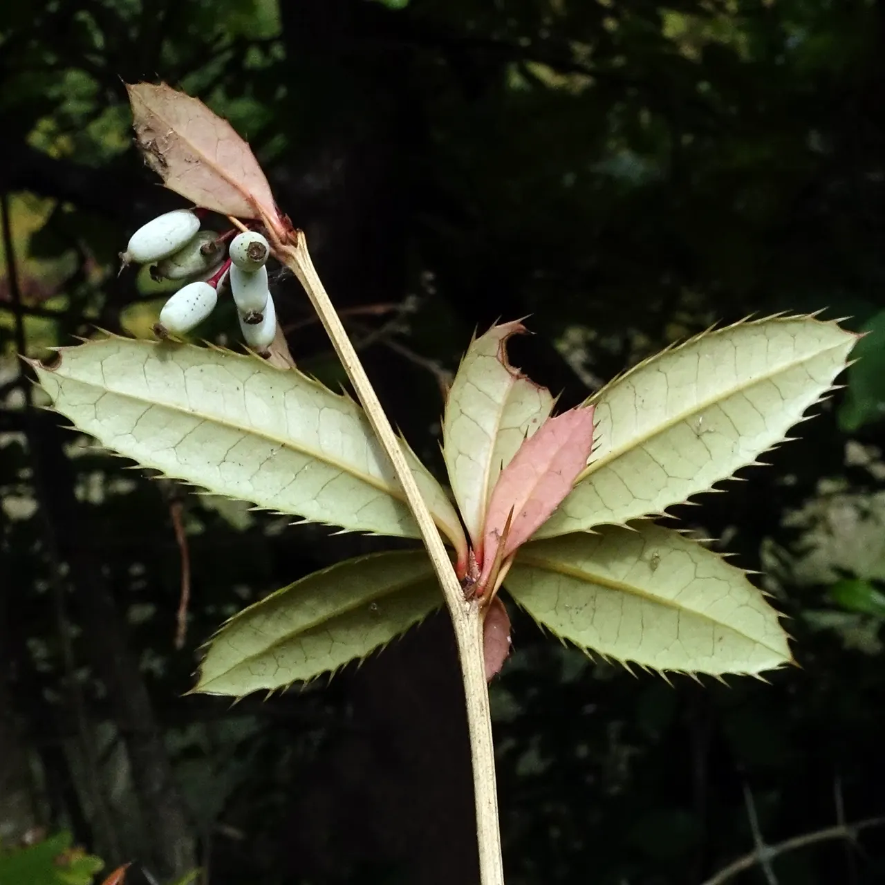 Wintergreen Barberry (Berberis Julianae) — making it a low-maintenance choice for many landscapes.<br><br>For the client; mature size is around 4 to 6 feet