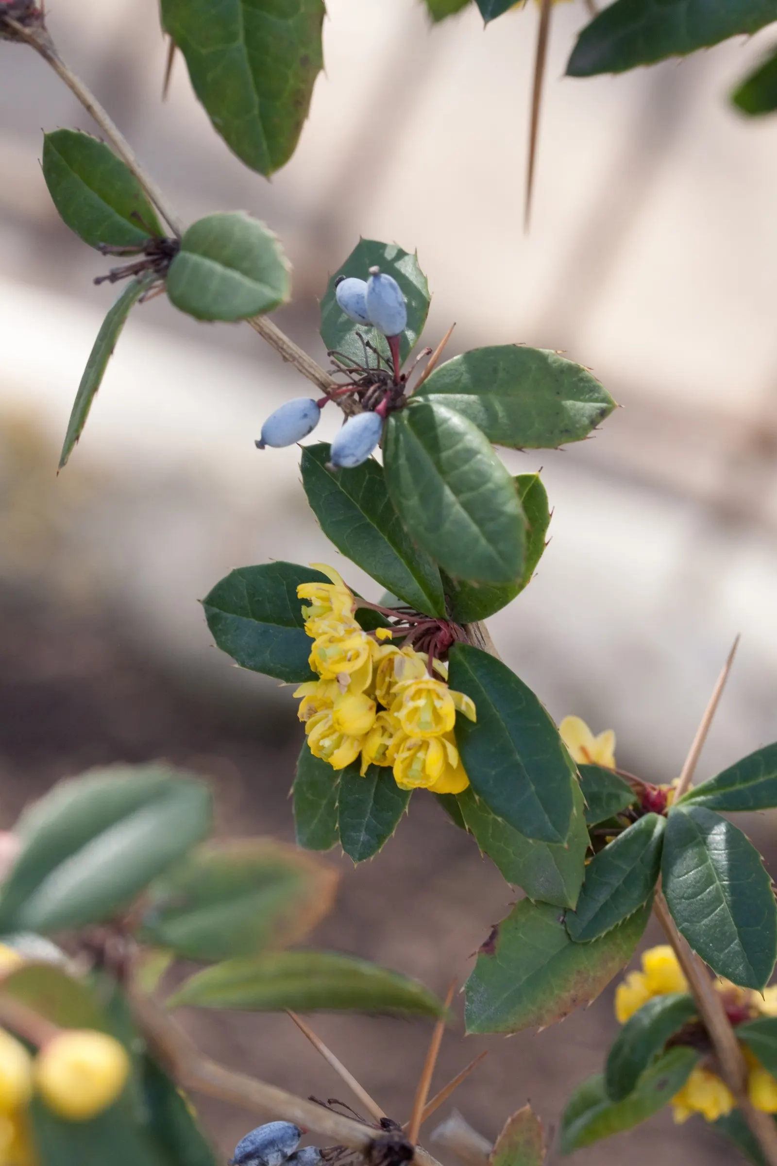 Wintergreen Barberry (Berberis Julianae) — leathery leaves approximately 2 to 4 inches long; which take on a bronze hue in the cold season