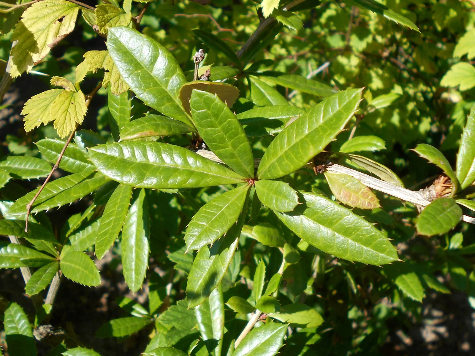 Wintergreen Barberry (Berberis Julianae) — Mature size is around 4 to 6 feet high and wide; while its hardy nature ensures longevity in the garden, image 60