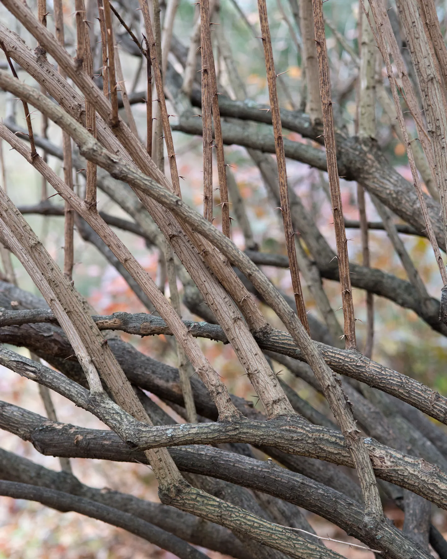Wintergreen Barberry (Berberis Julianae) — making it a low-maintenance choice for many landscapes.<br><br>For the client