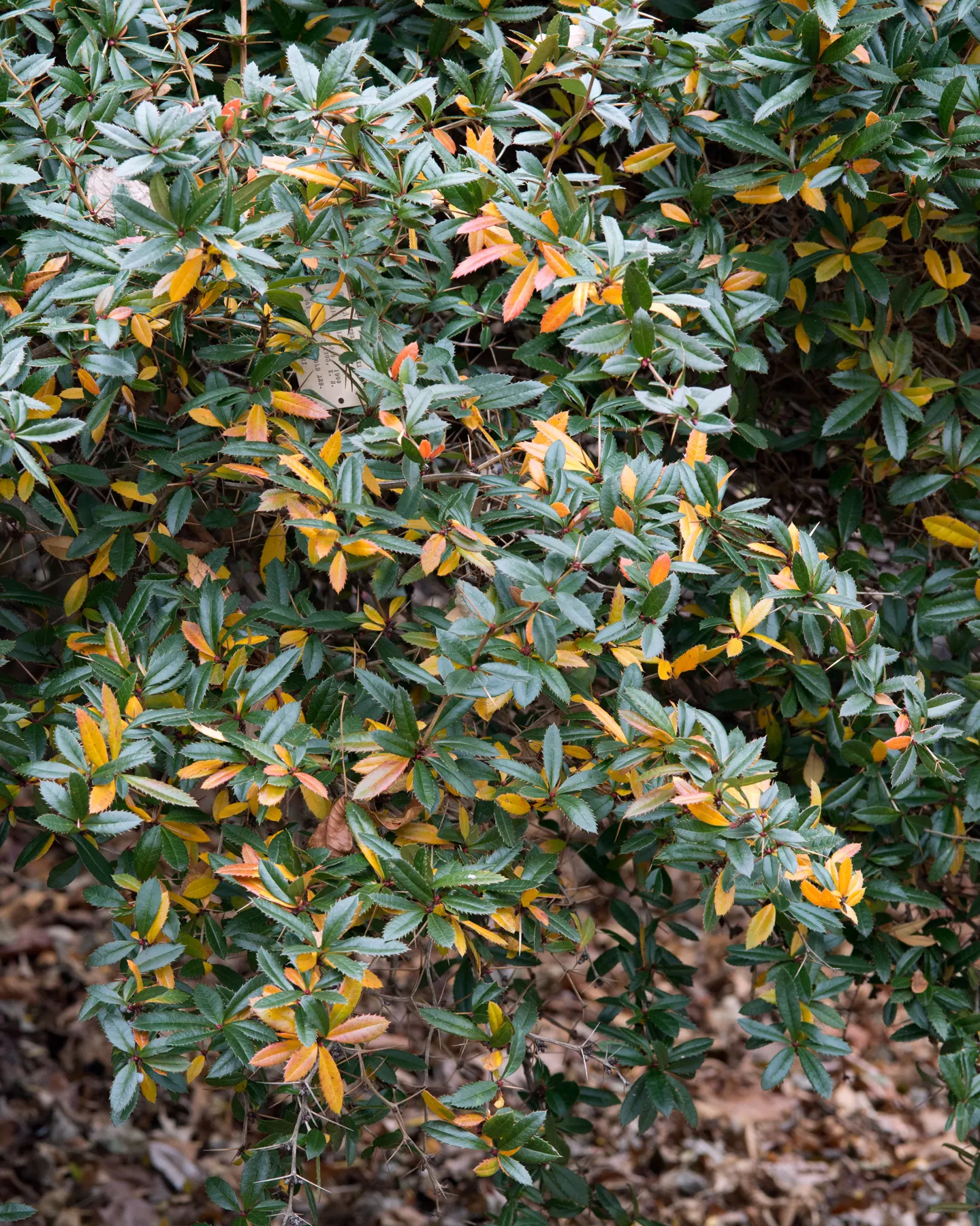 Wintergreen Barberry (Berberis Julianae) — Typically reaching a mature height of 5 to 6 feet with a similar spread; mature size is around 4 to 6 feet high and