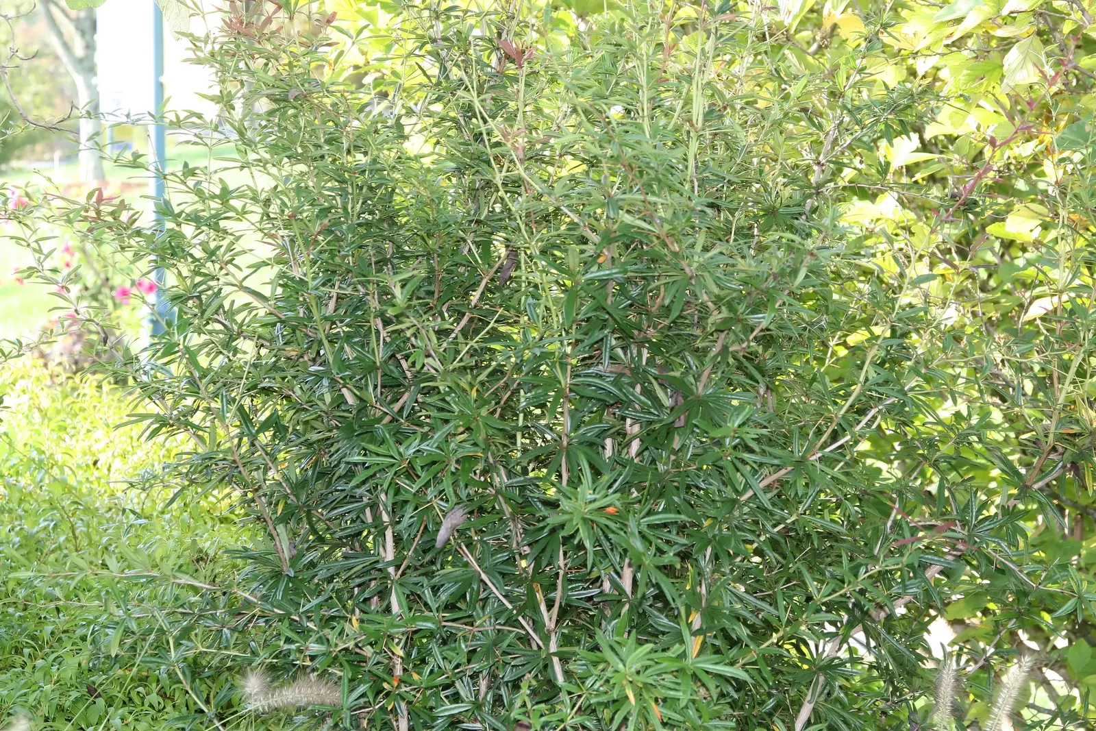 Wintergreen Barberry (Berberis Julianae) — providing year-round interest; while its hardy nature ensures longevity in the garden