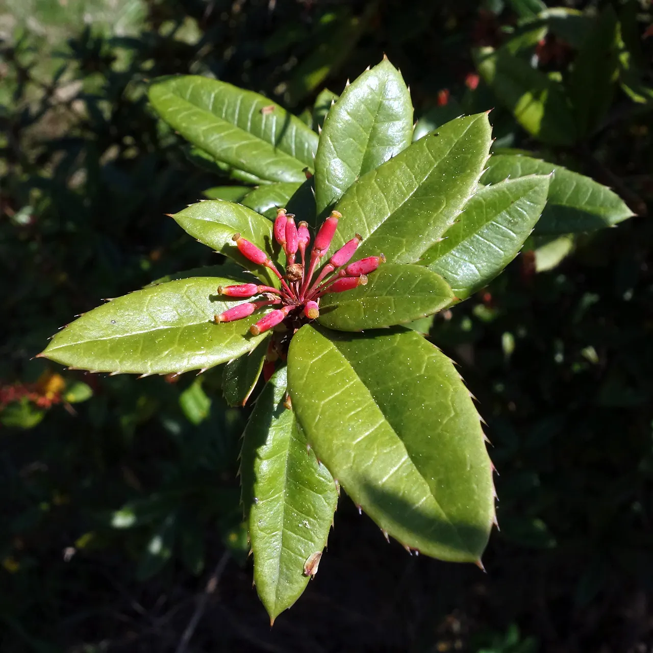 Wintergreen Barberry (Berberis Julianae) — Typically reaching a mature height of 5 to 6 feet with a similar spread