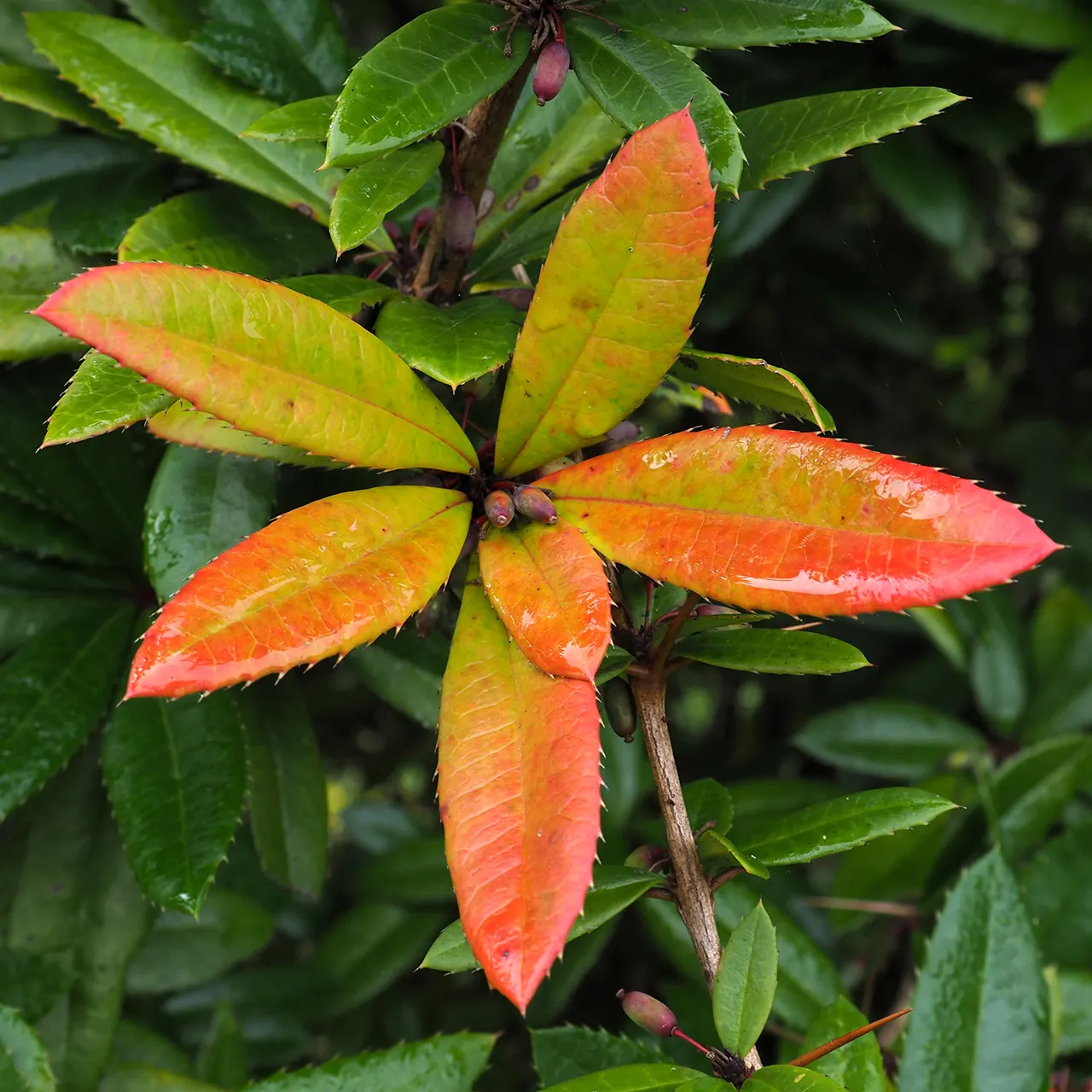 Wintergreen Barberry (Berberis Julianae) — providing year-round interest